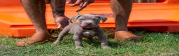 American Bully dogs for sale: American Bully 1 - Ad 1