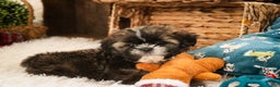 Shih Tzu dogs for sale: Shep - Ad 5