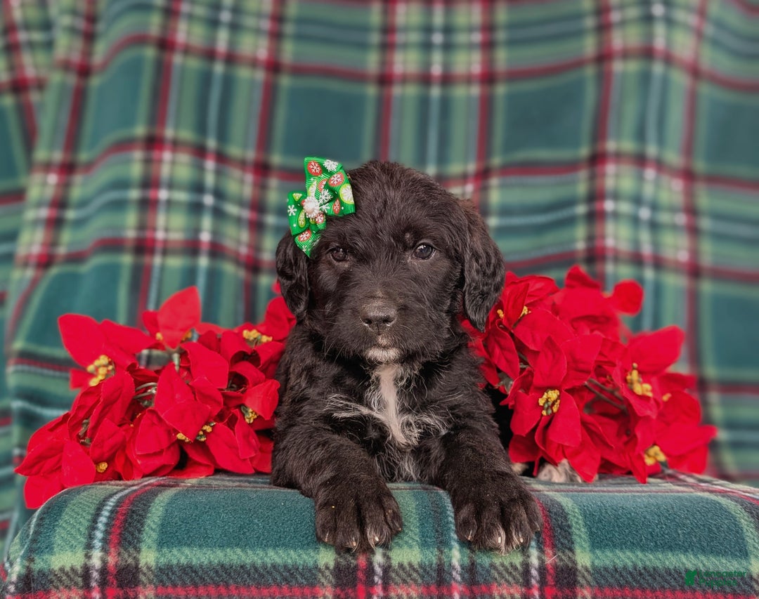 Mixed Breed dogs for sale: Bailee - Ad 5