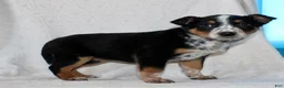 Australian Cattle Dog dogs for sale: Lucy - Ad 5