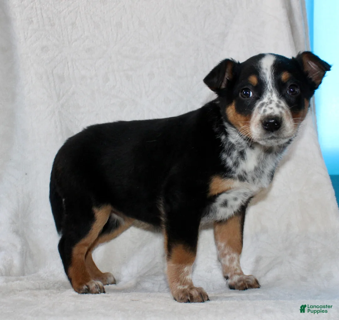 Australian Cattle Dog dogs for sale: Lucy - Ad 5
