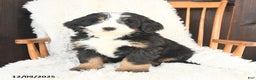 Bernedoodle dogs for sale: Gabriel - Ad 1