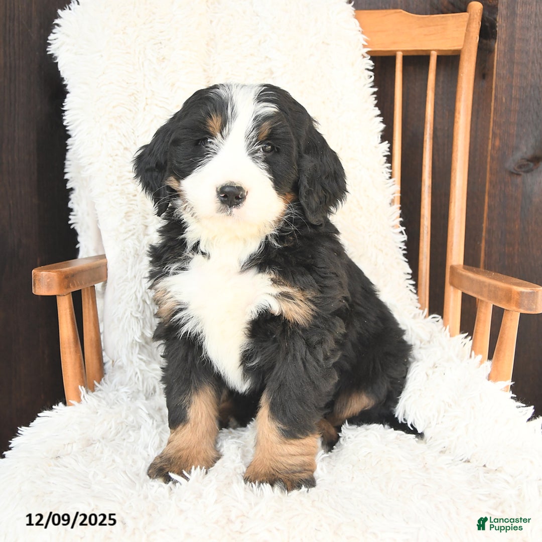 Bernedoodle dogs for sale: Gabriel - Ad 1