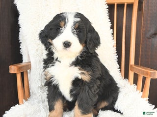 Bernedoodle dogs Gabriel - Ad 14