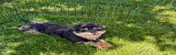 Havapoo dogs for sale: Havapoo - Ad 8