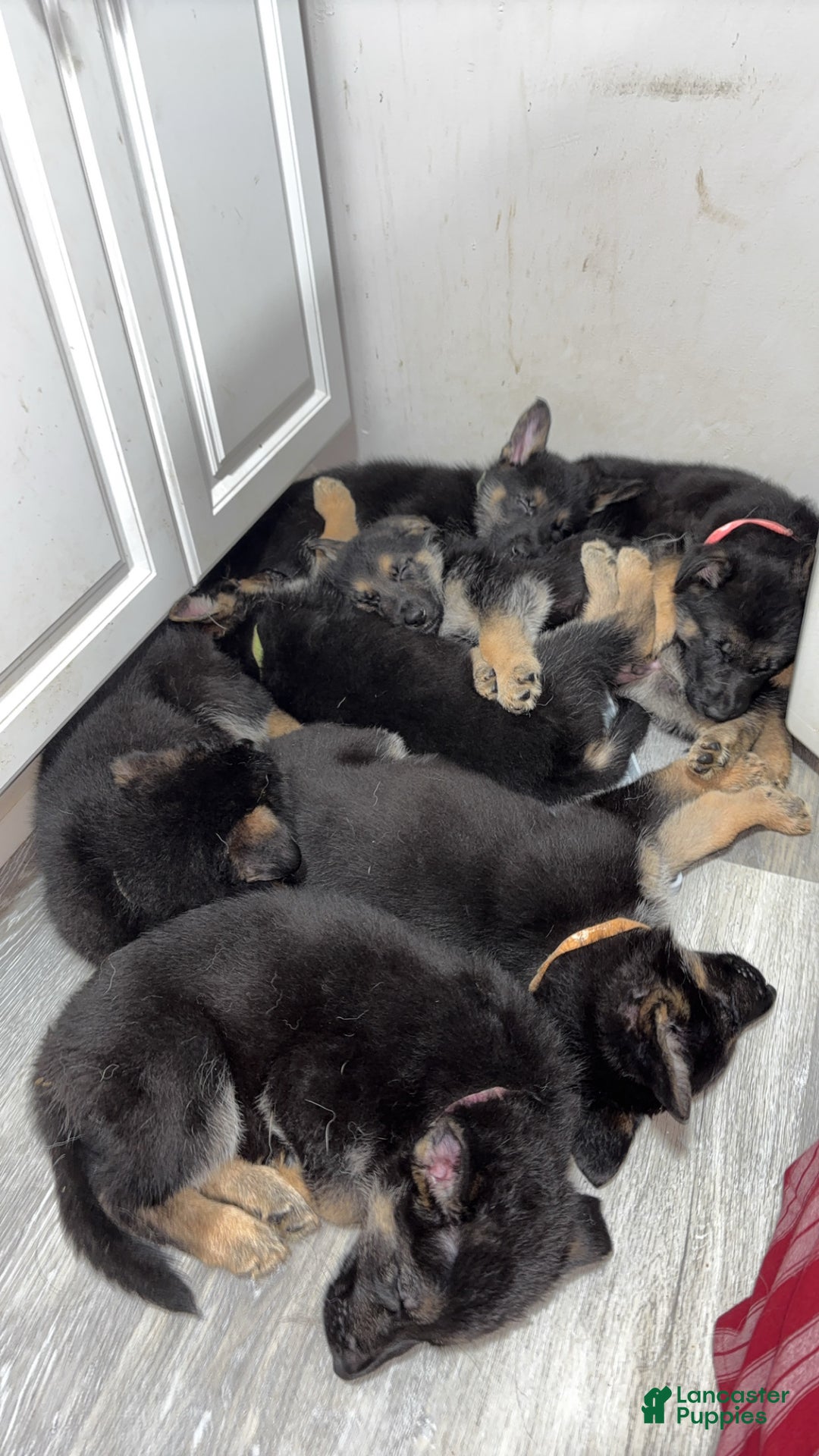 German Shepherd dogs for sale: Autumn  - Ad 4