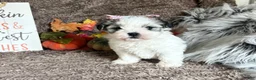 Malshi dogs for sale: Princess Aurora - Ad 5