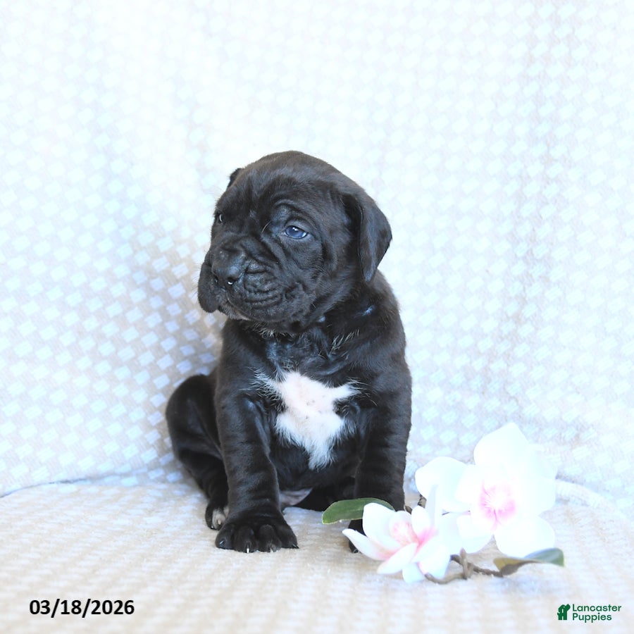 Cane Corso dogs Chase - Ad 2