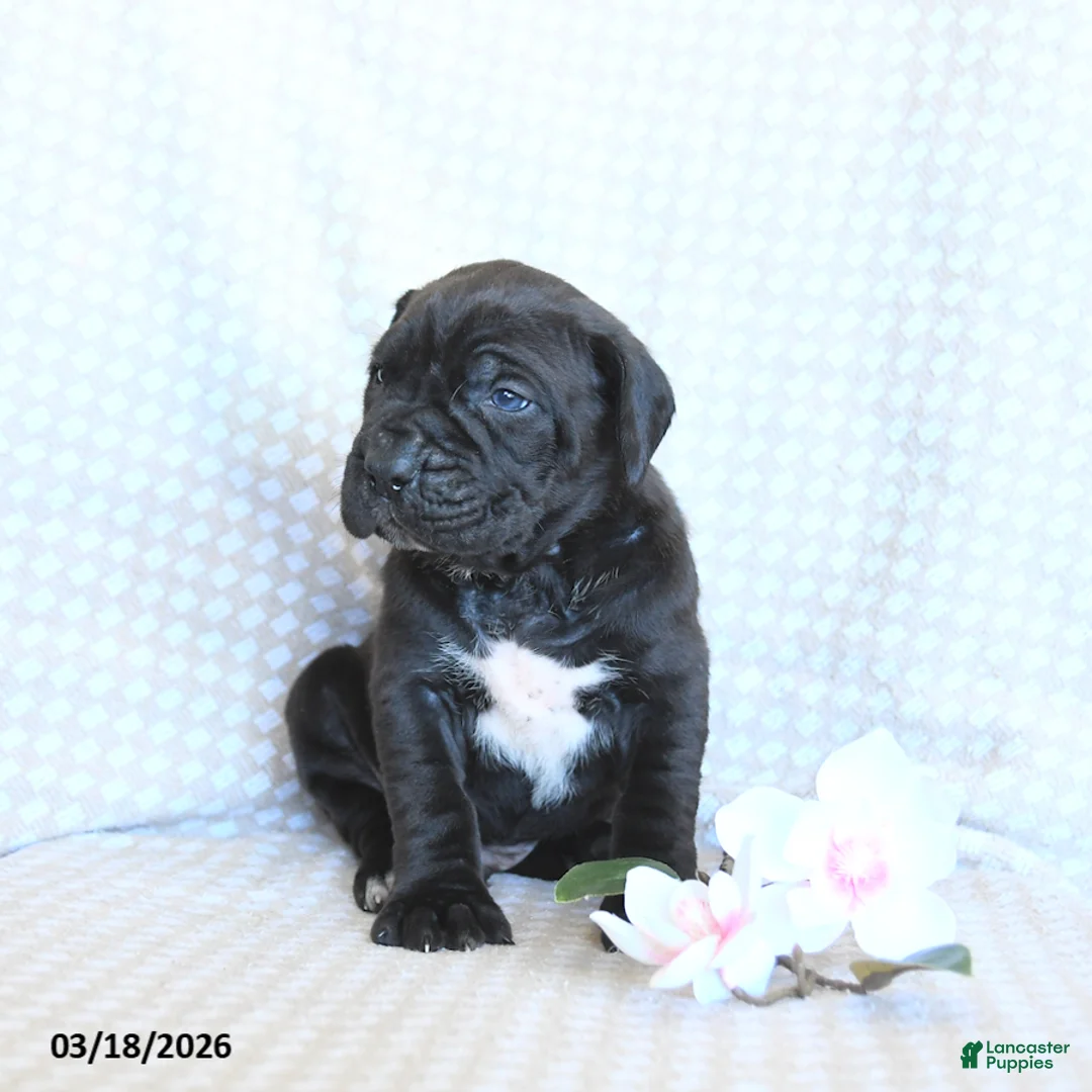 Cane Corso dogs for sale: Chase - Ad 2