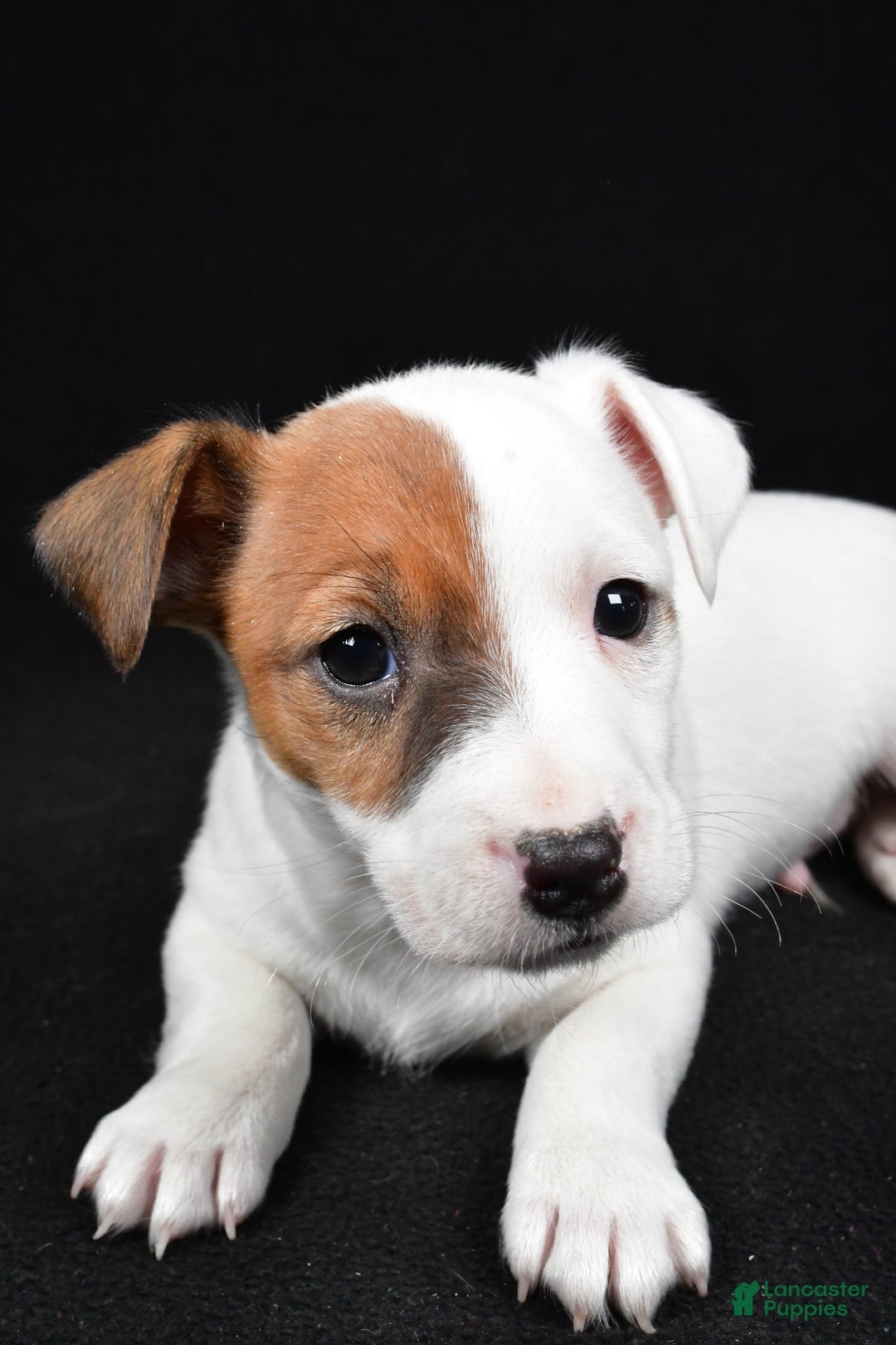 Jack Russell Terrier dogs for sale: Rover - Ad 6