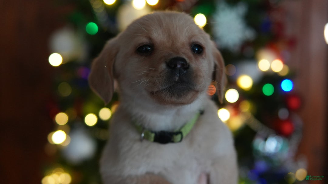 Labrador Retriever dogs for sale: Turbo - Ad 10