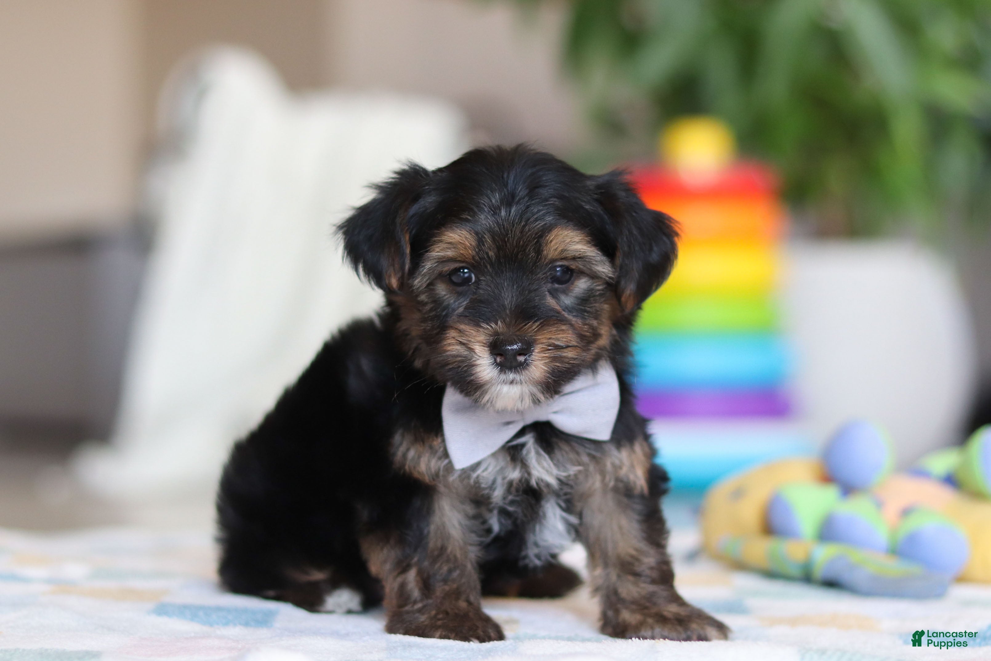 Morkie dogs Leroy - Ad 2
