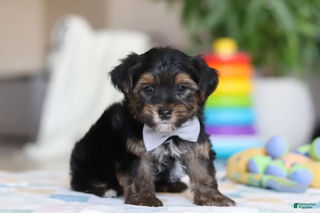 Morkie dogs for sale: Leroy - Ad 2