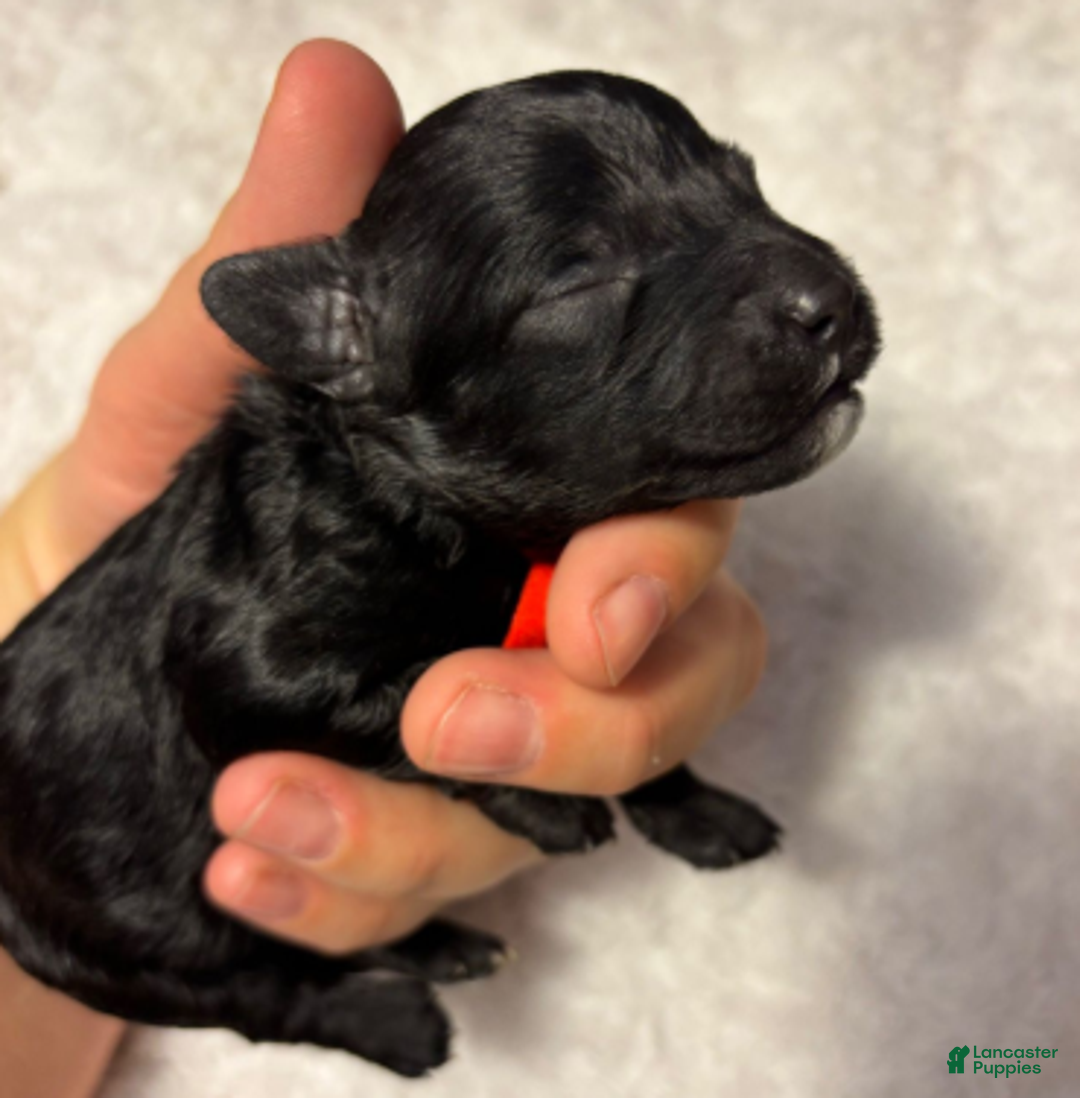 Cavapoo dogs for sale: Holly - Ad 8