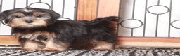 Shorkie dogs for sale: Peter - Ad 2