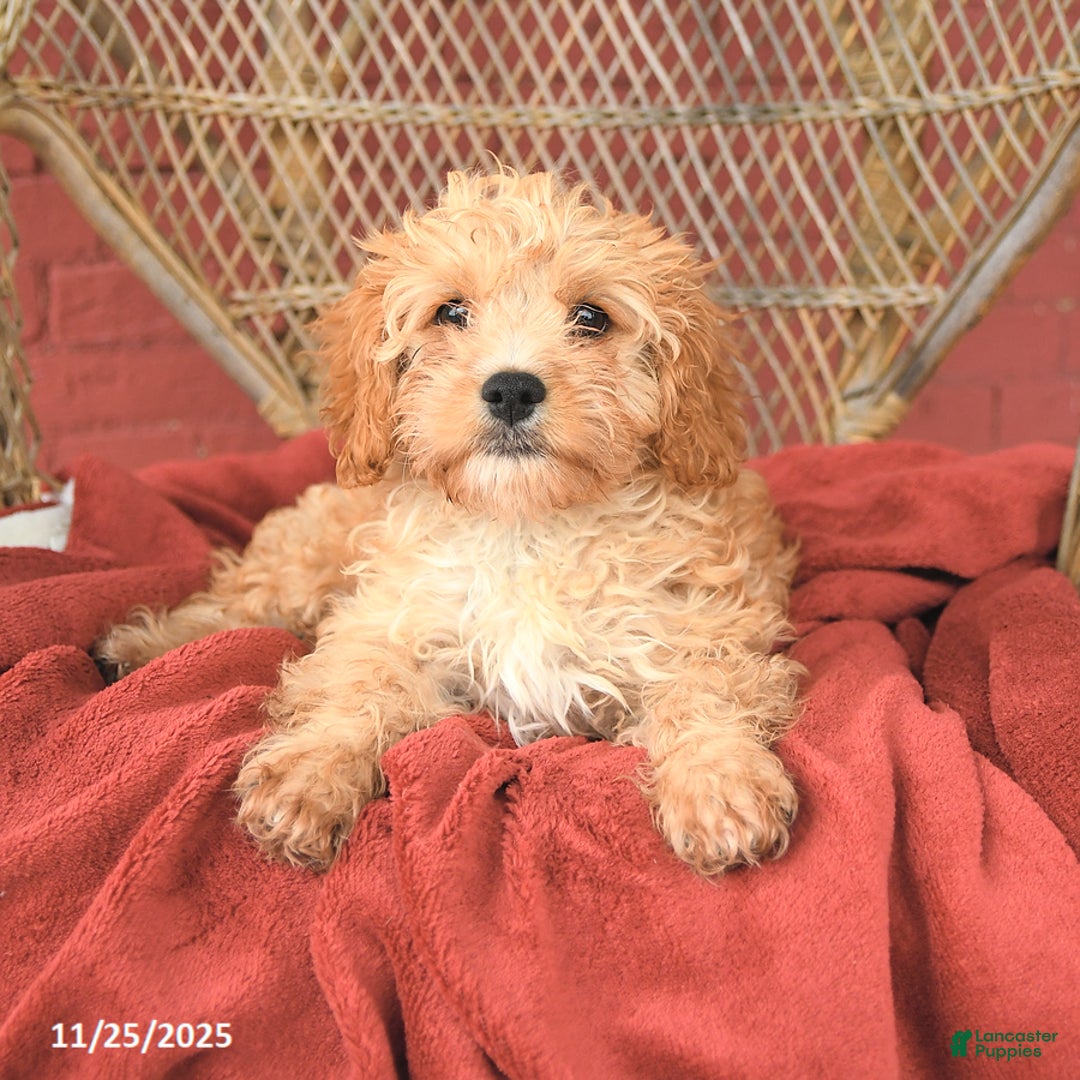 Cavapoo dogs for sale: Dixie - Ad 2
