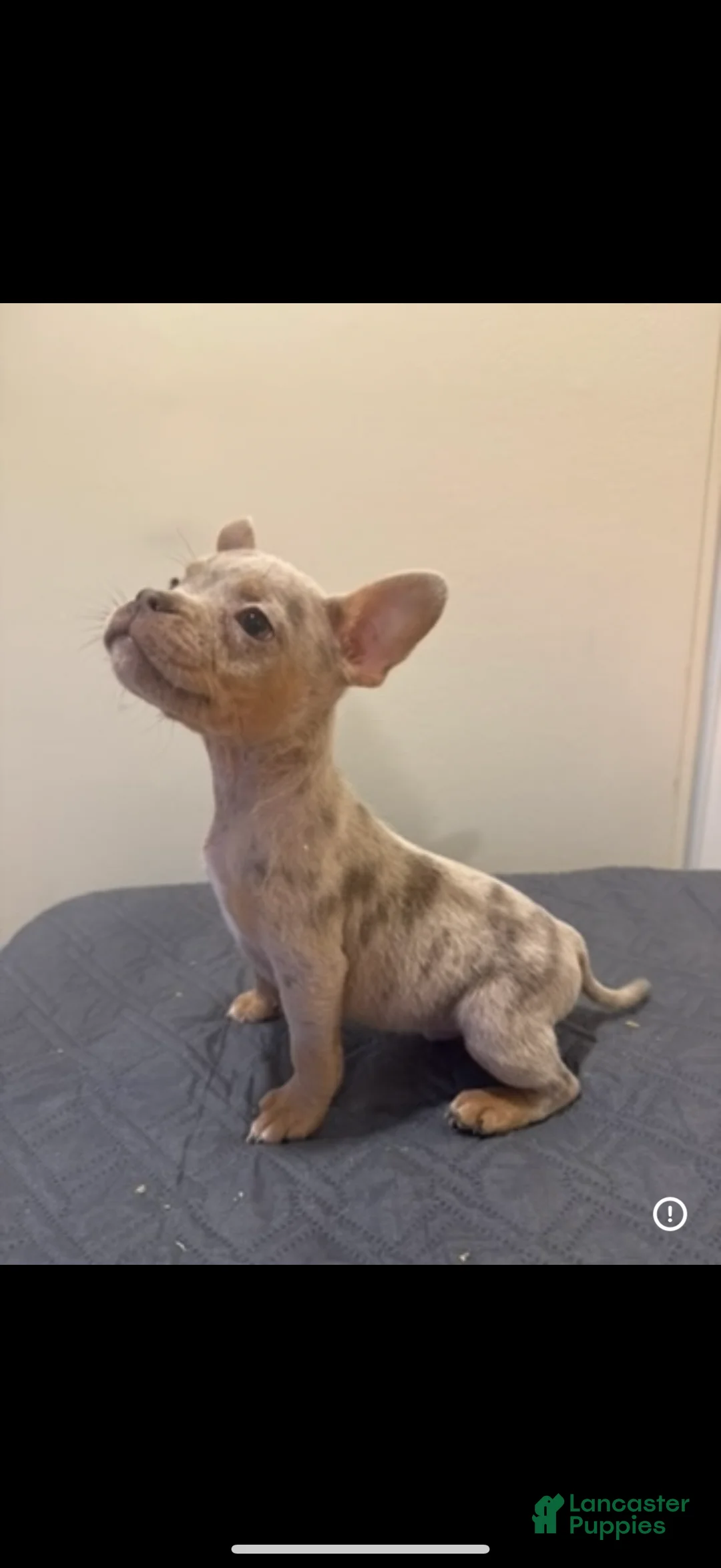 Mixed Breed dogs for sale: Mixed Breed Puppy 2 - Ad 2