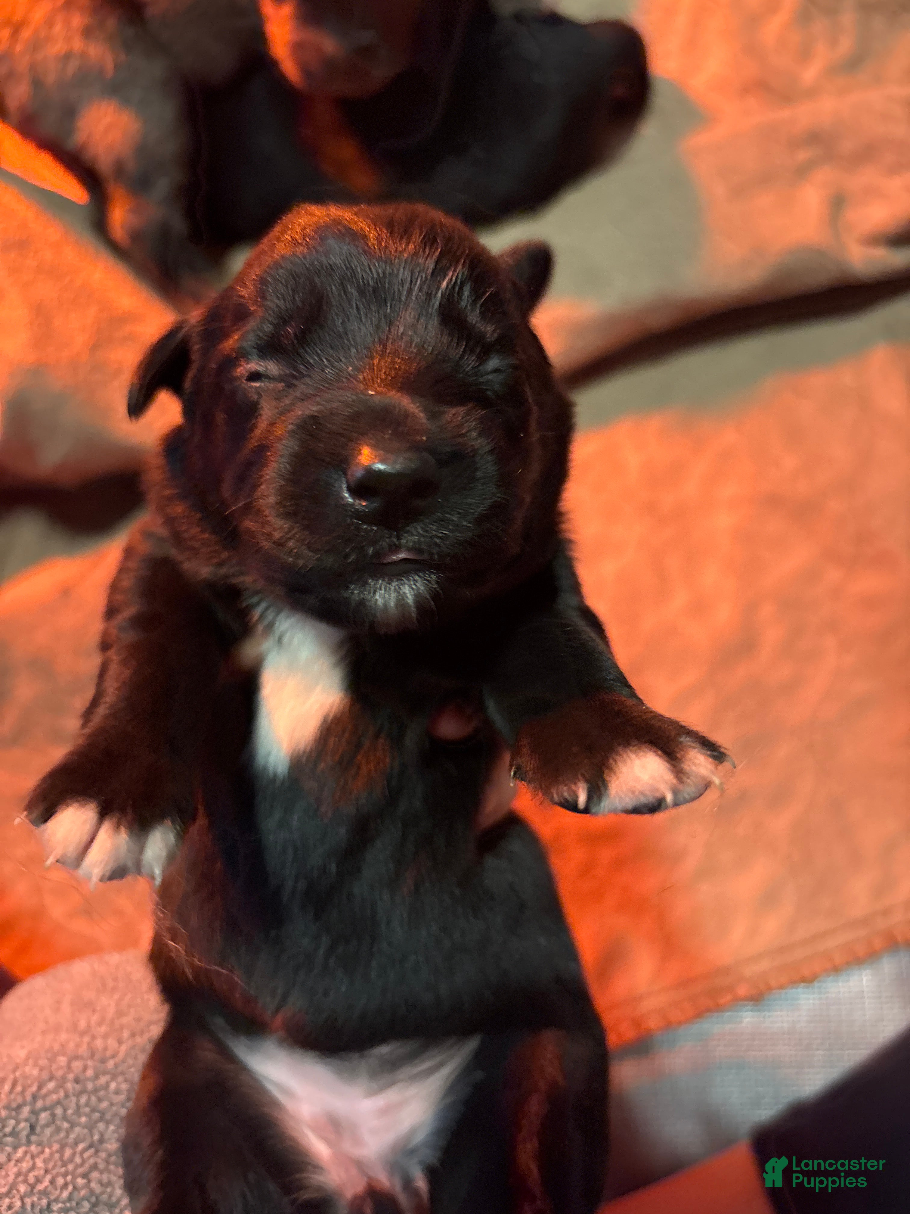 Mixed Breed dogs Mixed Breed Puppy 7 - Ad 15