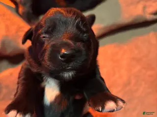 Mixed Breed dogs Mixed Breed Puppy 7 - Ad 15