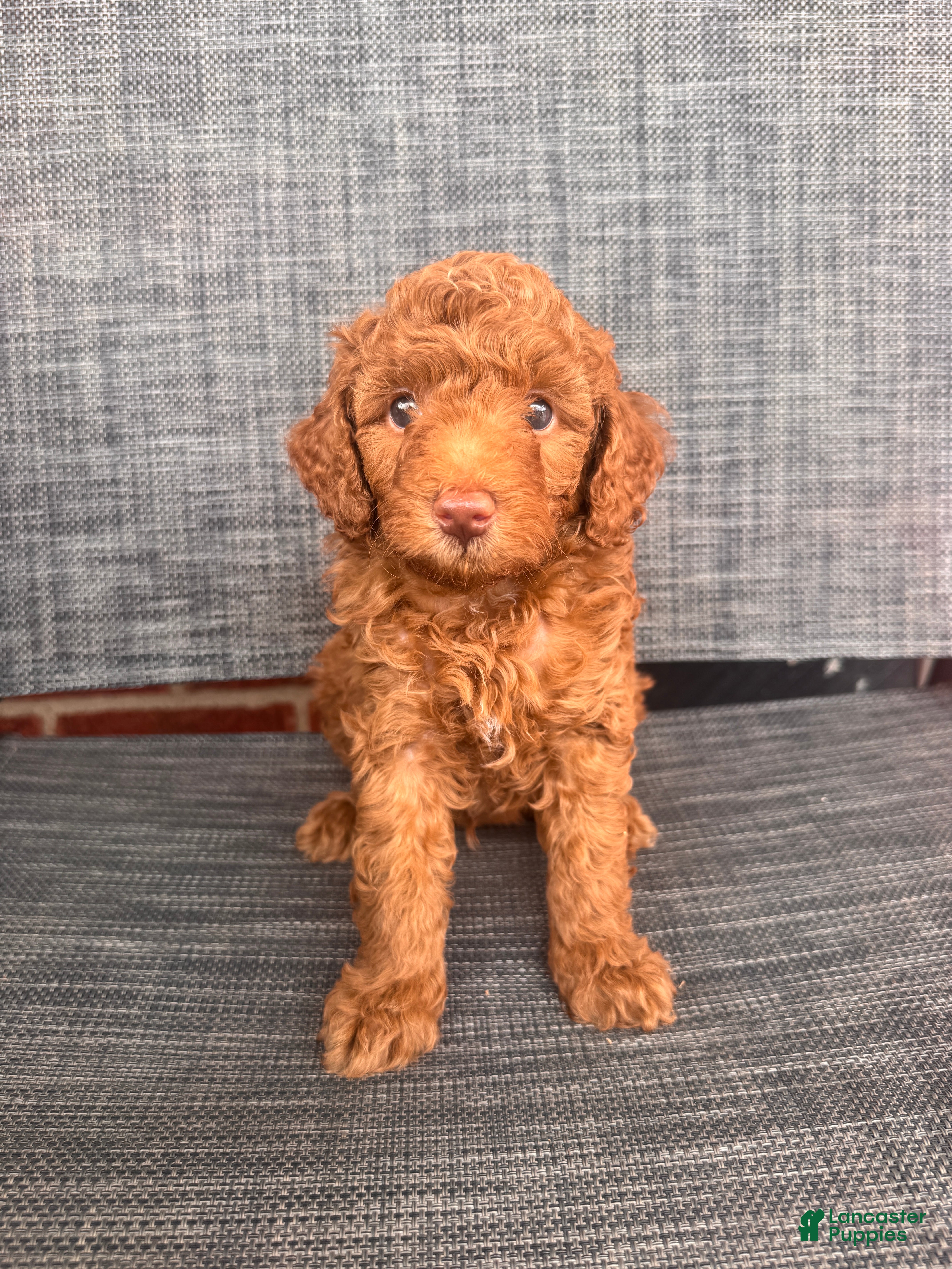 Toy Poodle dogs Angello  - Ad 2