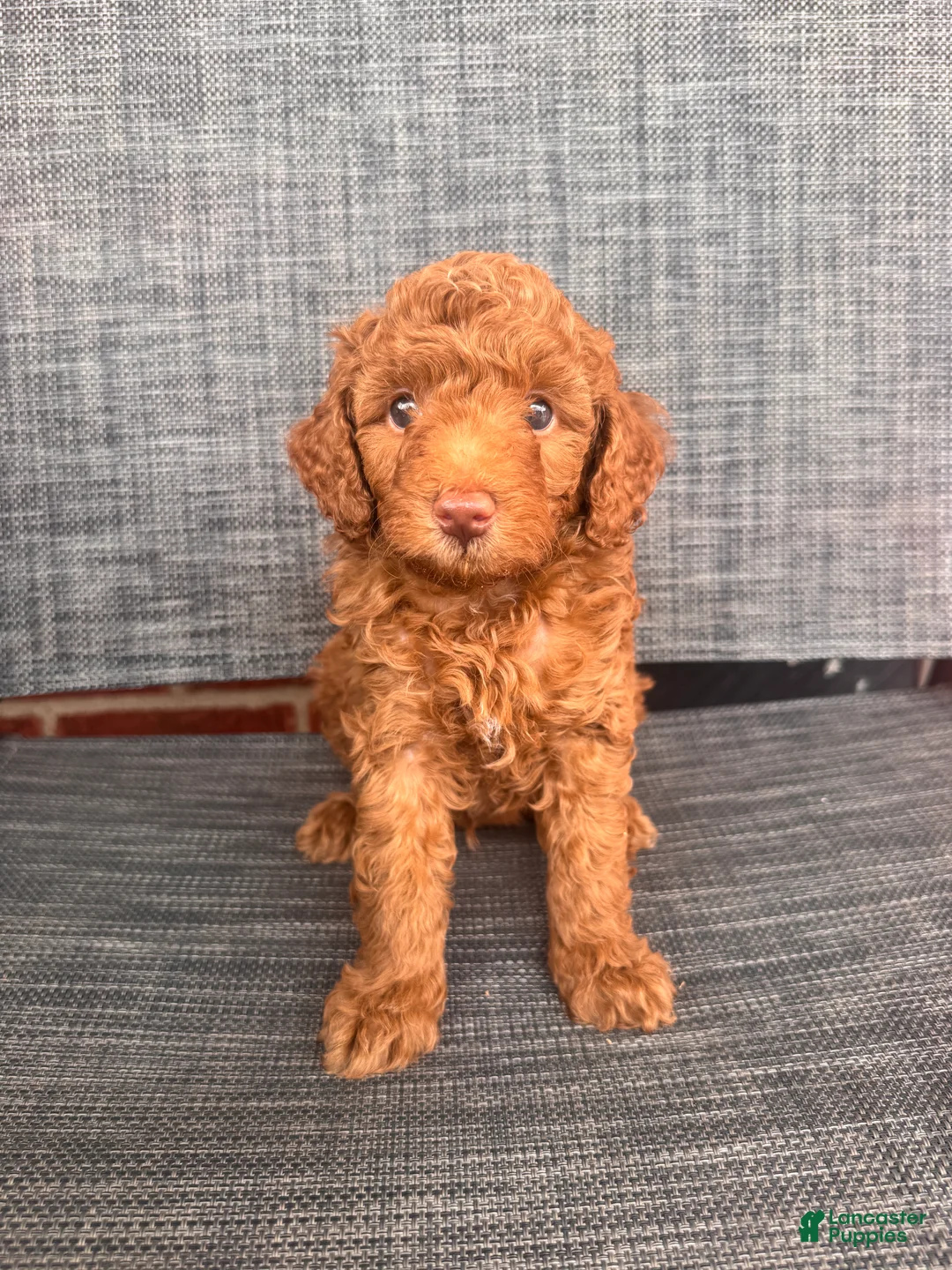 Toy Poodle dogs for sale: Angello  - Ad 1