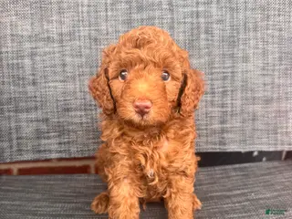 Toy Poodle dogs Angello - Ad 2