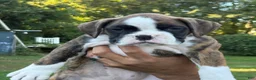 Boxer dogs for sale: DUSSEL  - Ad 10