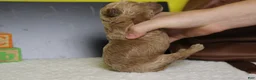 Goldendoodle dogs for sale: Gnocchi  - Ad 6