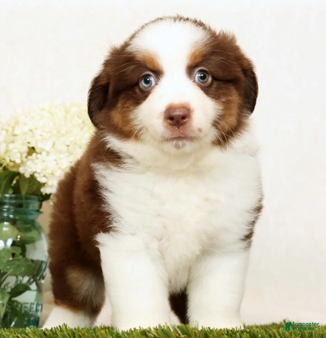 Miniature Australian Shepherd dogs for sale: Pepper - Ad 1