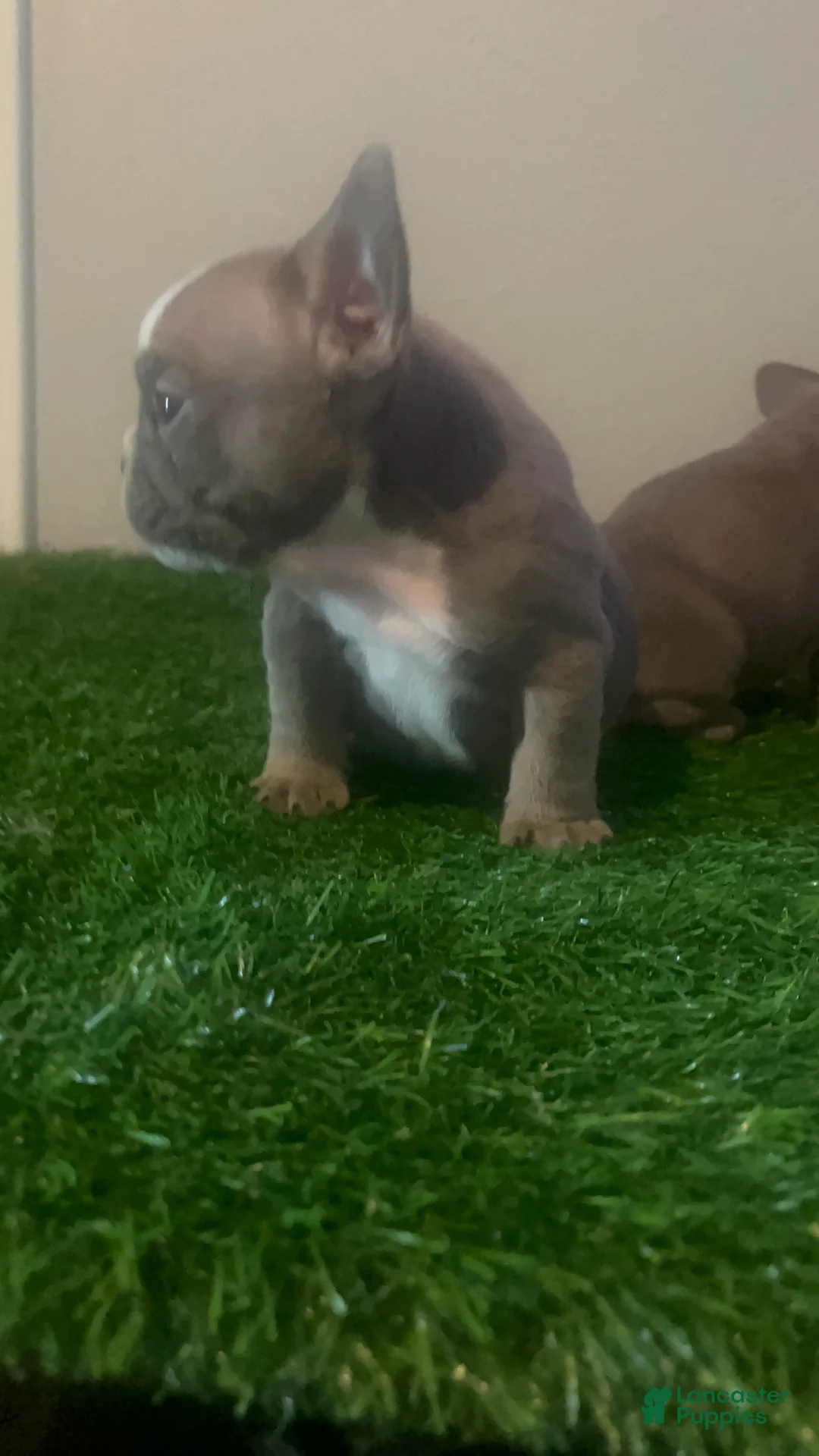 French Bulldog dogs for sale: French Bulldog 2 - Ad 2