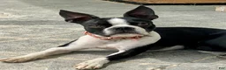 Boston Terrier dogs for sale: Boston Terrier Female 1 Puppy - Ad 5