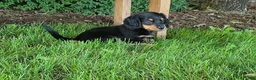 Miniature Dachshund dogs for sale: Vivian  - Ad 18