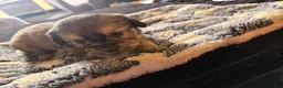 French Bulldog dogs for sale: Fluffy French Bulldog 3 - Ad 2