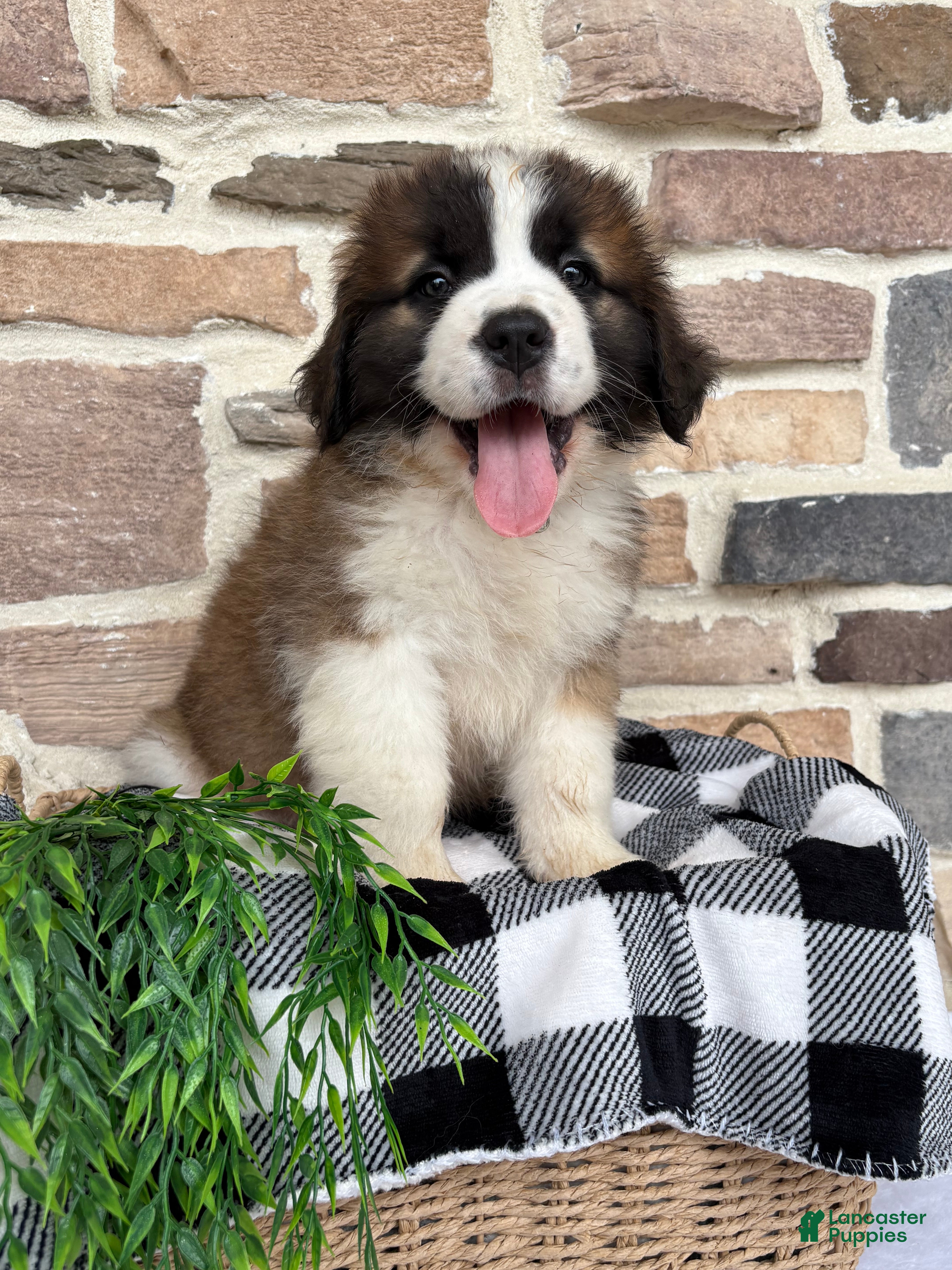 Saint Bernard dogs Chevy - Ad 1