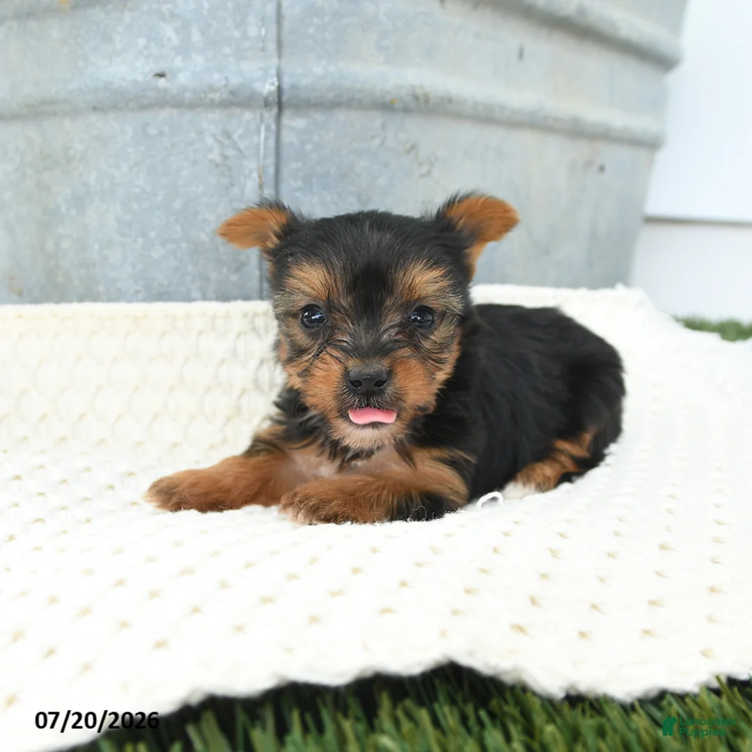 Yorkshire Terrier dogs for sale: Liam - Ad 1