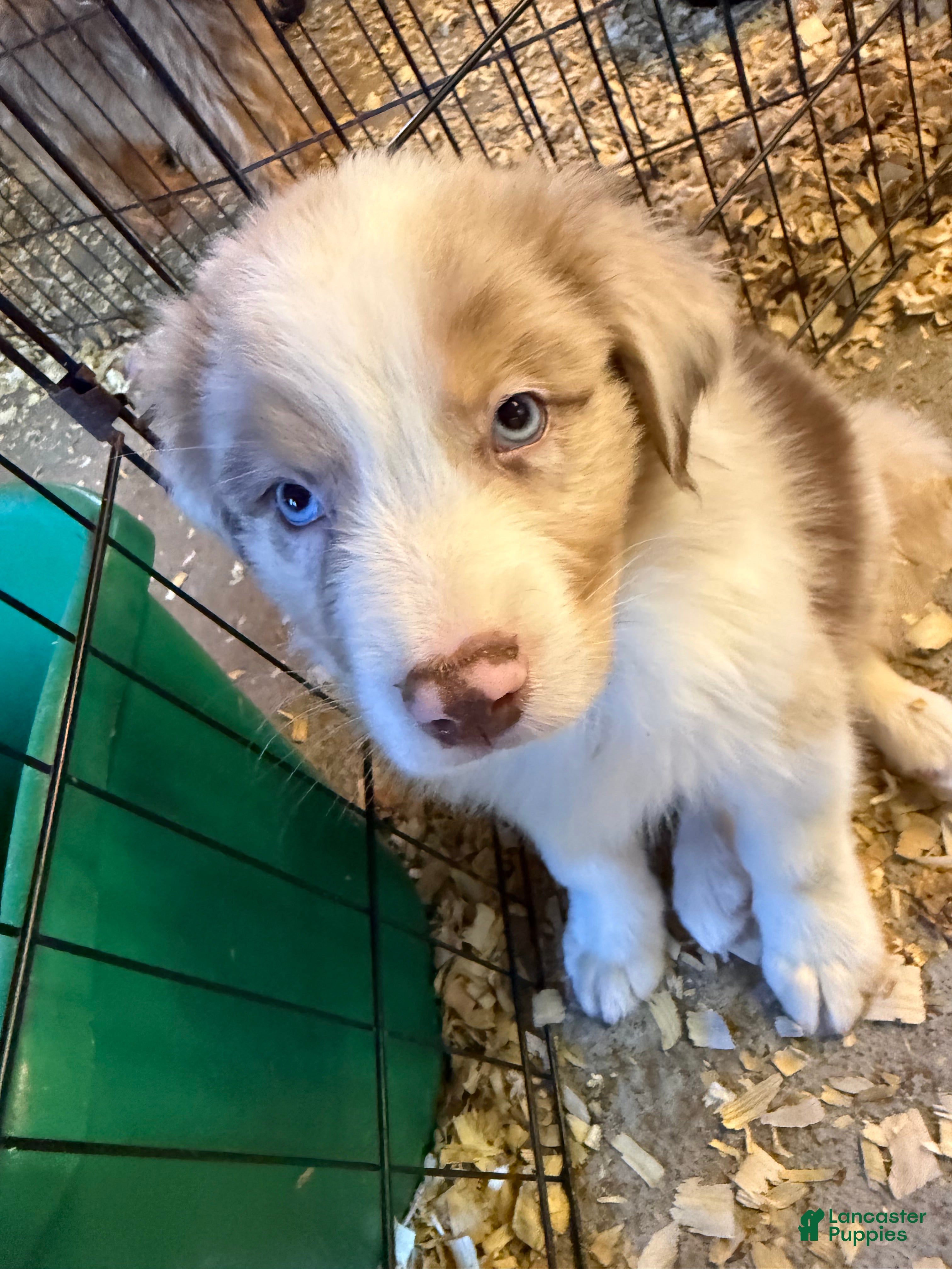 Australian Shepherd dogs Australian Shepherd Puppy 3 - Ad 41