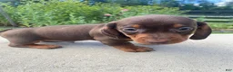 Miniature Dachshund dogs for sale: Ryder - Ad 6