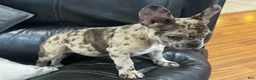 French Bulldog dogs for sale: Mila aka little bit - Ad 7