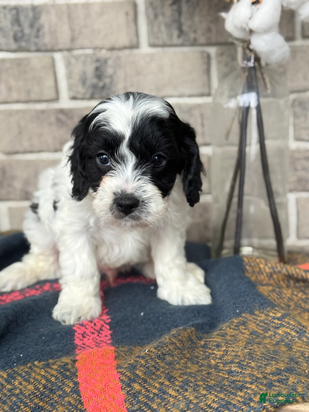 Cavapoo dogs for sale: Kip - Ad 11