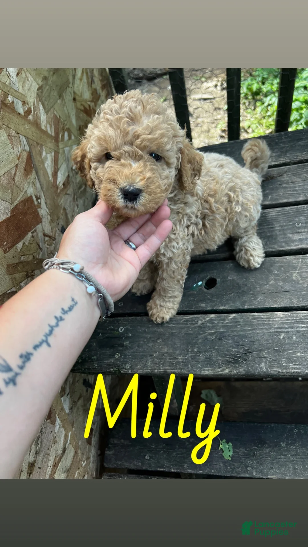 Labradoodle dogs for sale: Labradoodle 6 - Ad 1
