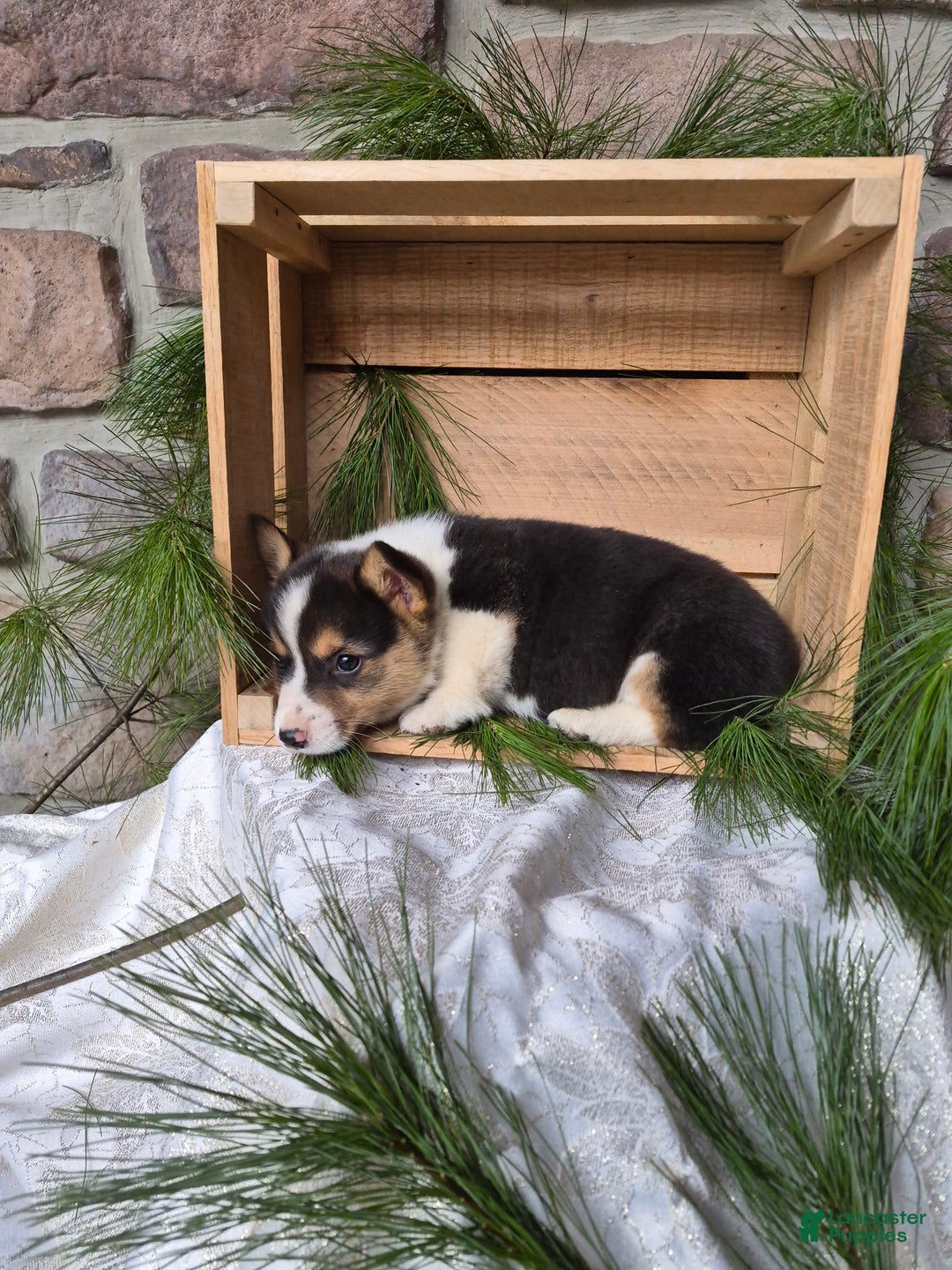 Welsh Corgi Pembroke dogs for sale: Ranger - Ad 3