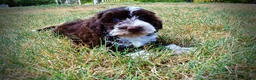 Havapoo dogs for sale: Katie - Ad 9