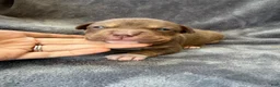 American Bully dogs for sale: Toby - Ad 5