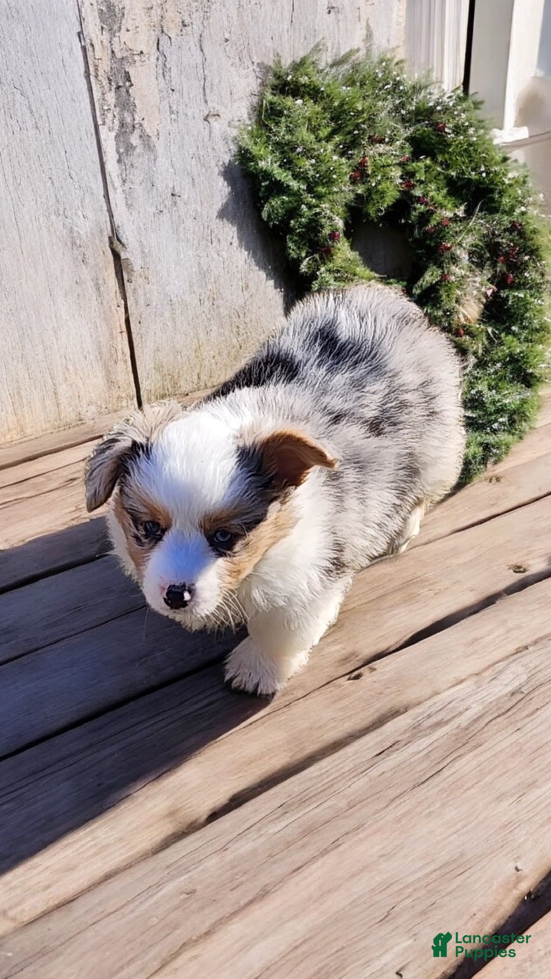 Welsh Corgi Pembroke dogs for sale: Merlin Fluffy Merle - Ad 4