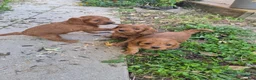 Cavapoo dogs for sale: Littlefoot - Ad 18