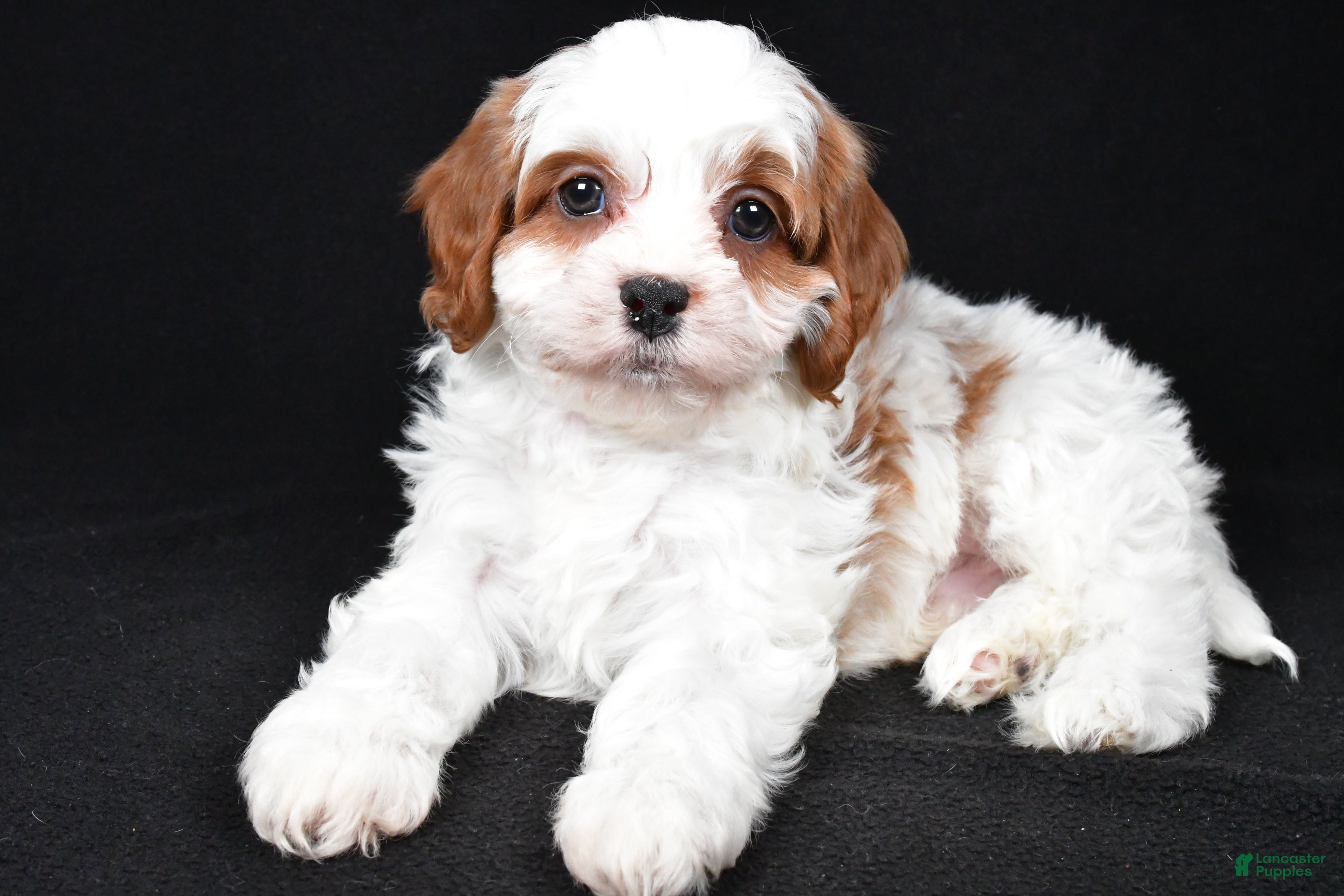 Cavapoo dogs Kody - Ad 1