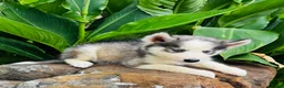 Siberian Husky dogs for sale: Sophie - Ad 12
