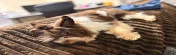 Yorkshire Terrier dogs for sale: Prince - Ad 2