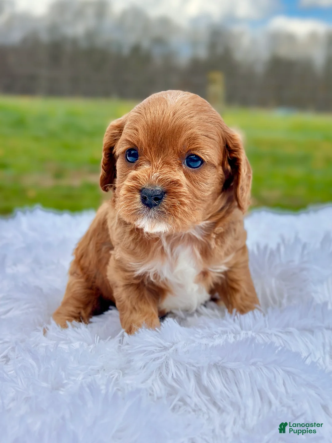 Cavapoo dogs for sale: Johnny - Ad 1