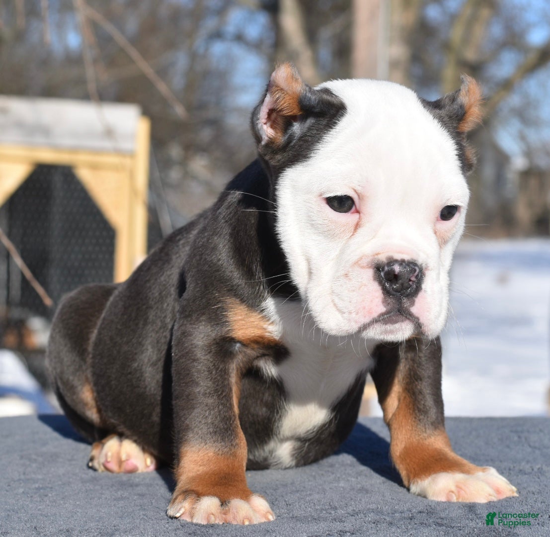 Mixed Breed dogs Macho blue mini  - Ad 2